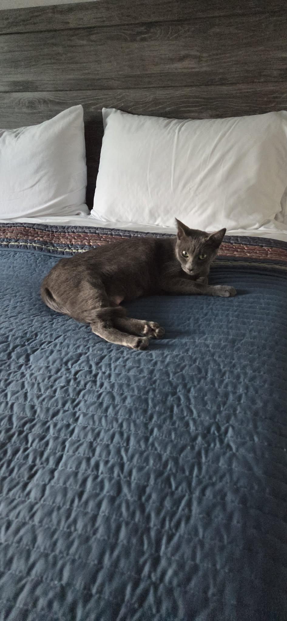 Enlarge WILLOW, a ADOPTABLE Russian Blue in Palmdale, CA image 3/3