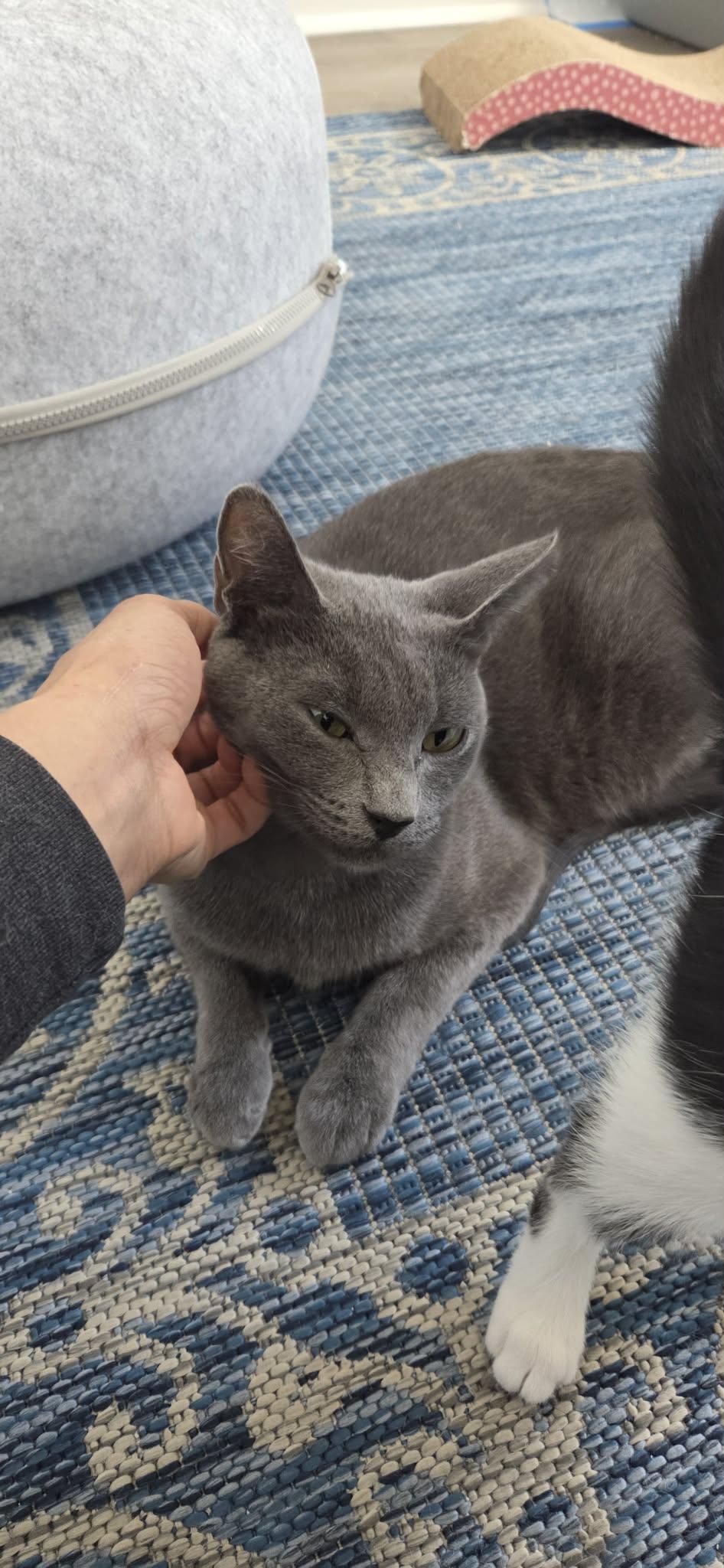 Enlarge WILLOW, a ADOPTABLE Russian Blue in Palmdale, CA image 1/3