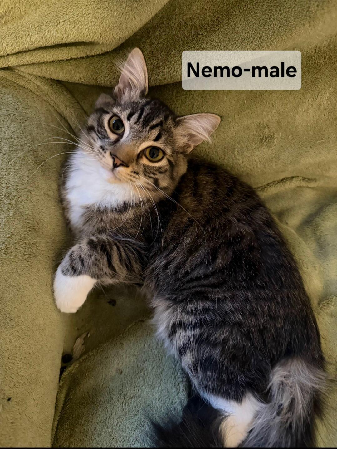 Nemo, adopted, Kitten Male Domestic Medium Hair.