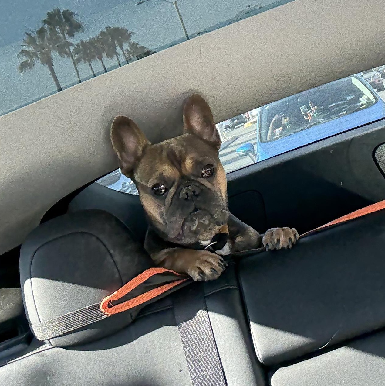 Gaston French Bulldog Dog