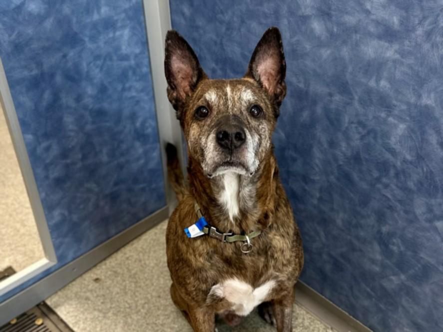 Enlarge MAX, a Adoptable mixed breed in Loveland, CO image 1/1