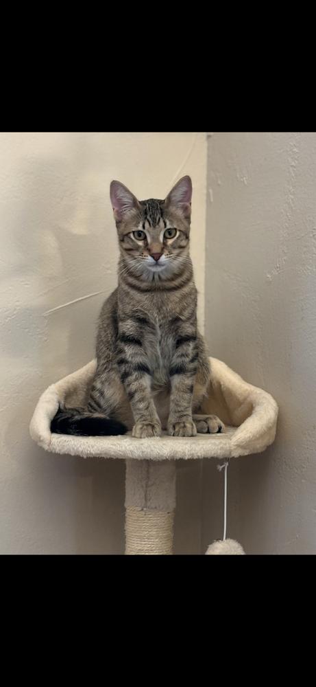 Sugar Ray — thumbnail 2