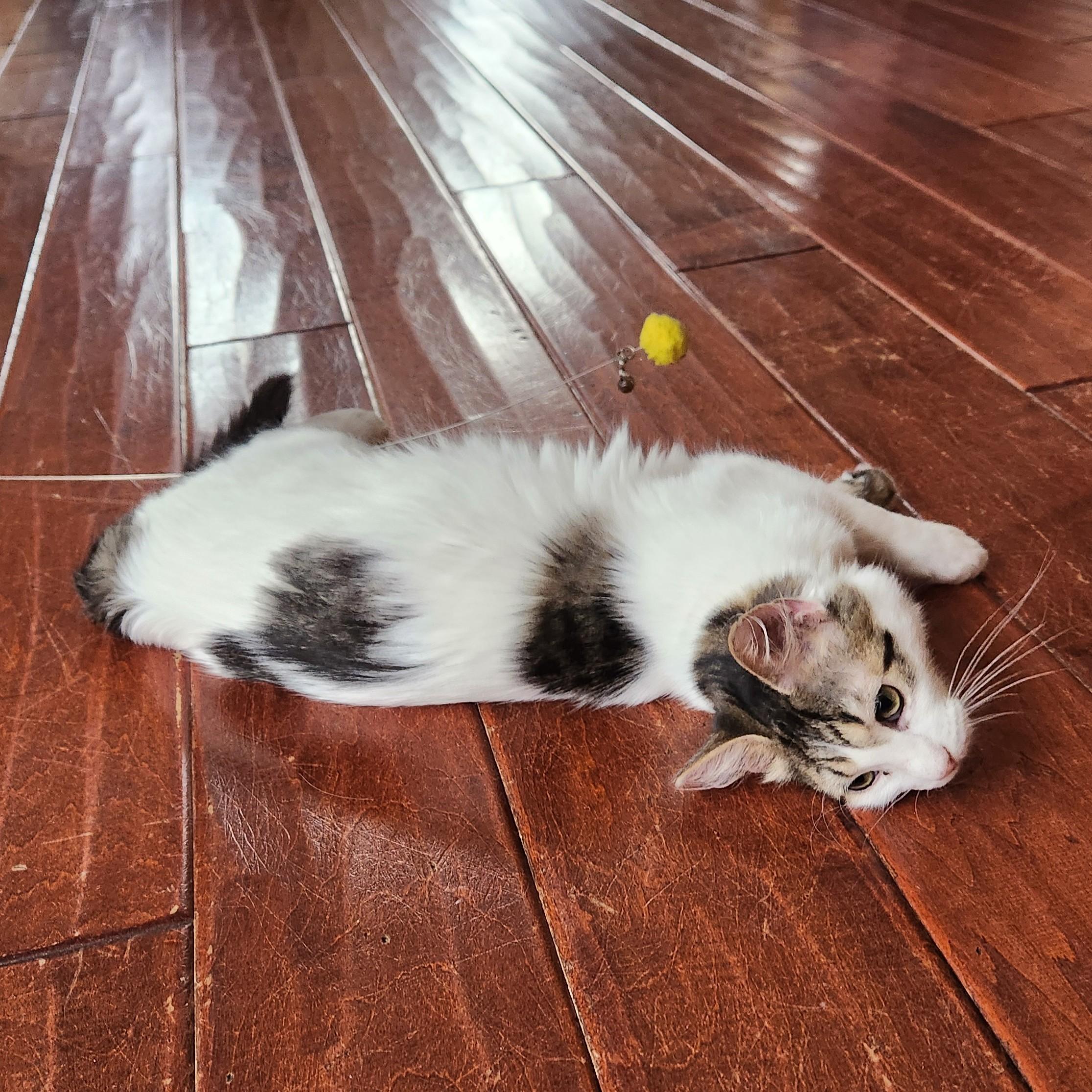 Lua (Turkish Van Mix), an adopted mixed breed in Allen, TX image 6/6