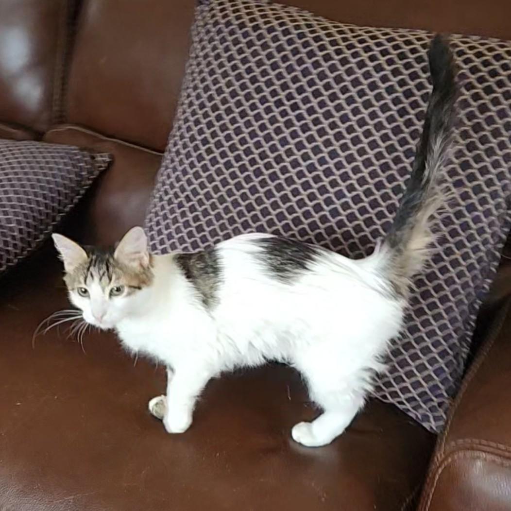 Lua (Turkish Van Mix), an adopted mixed breed in Allen, TX image 3/6