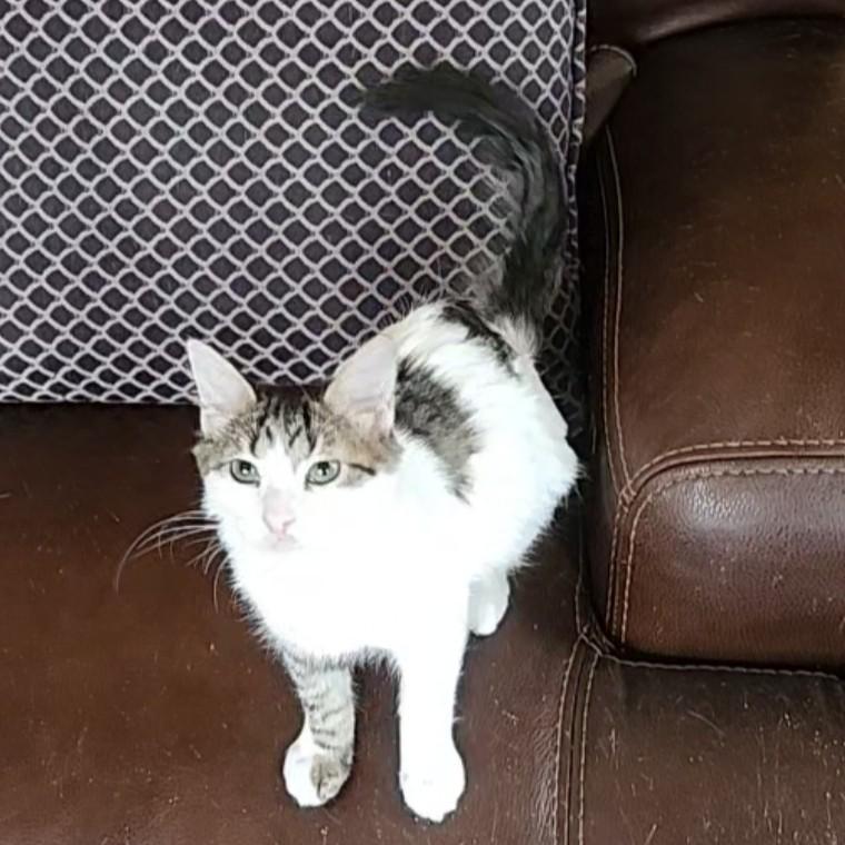 Lua (Turkish Van Mix), an adopted mixed breed in Allen, TX image 1/6