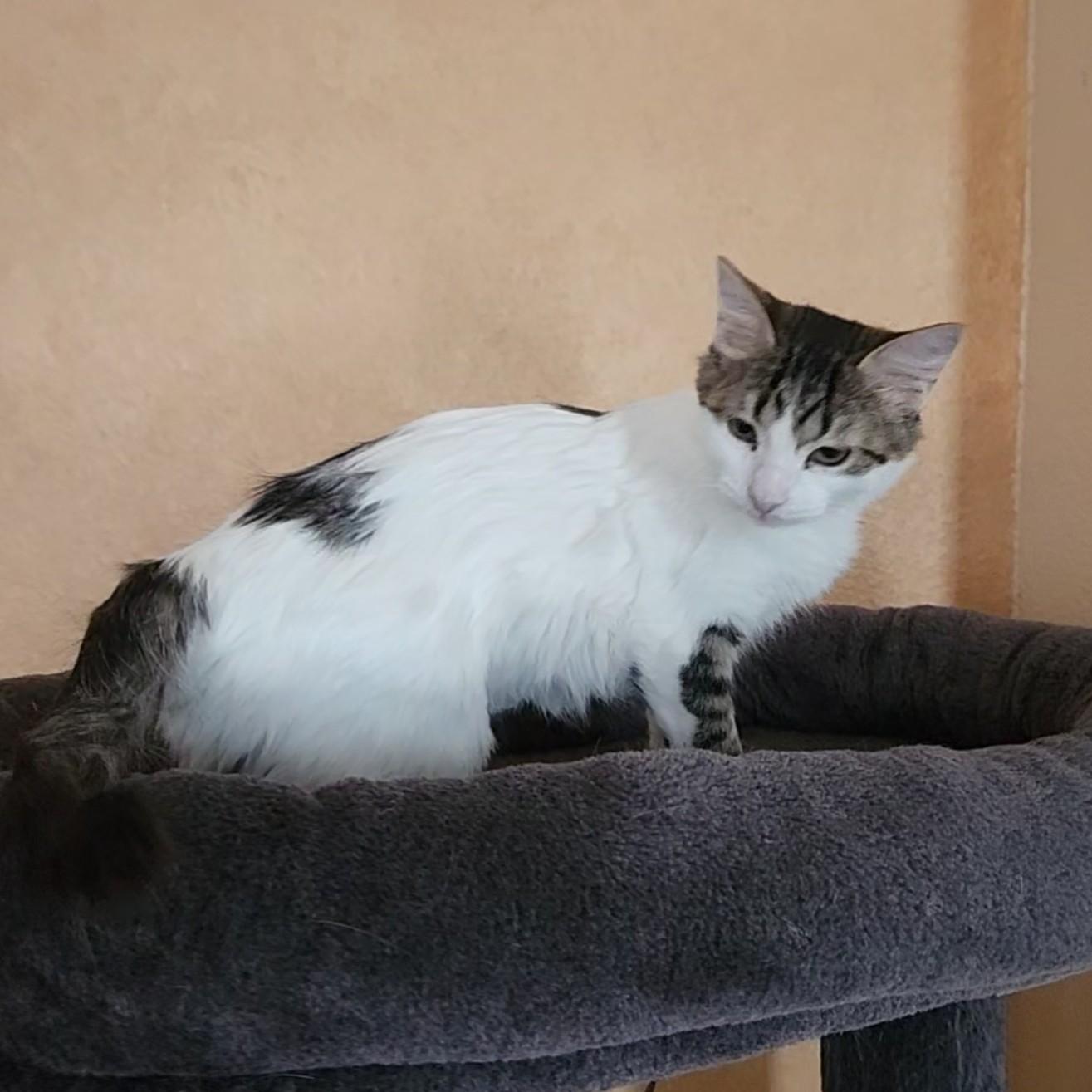 Lua (Turkish Van Mix), an adopted mixed breed in Allen, TX image 4/6