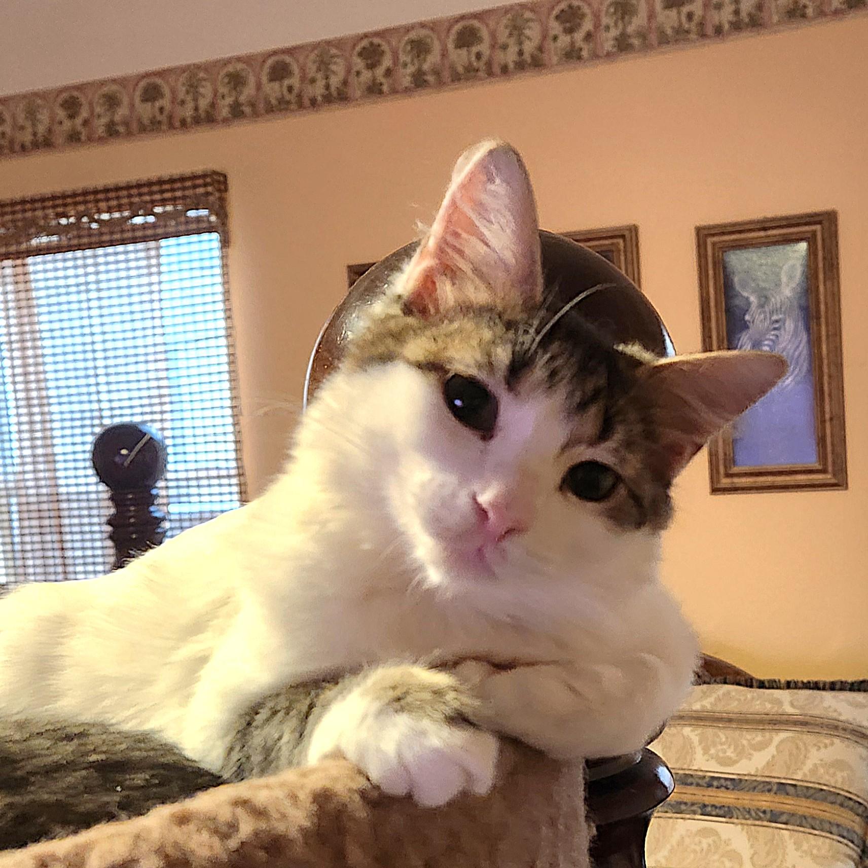 Lua (Turkish Van Mix), an adopted mixed breed in Allen, TX image 2/6