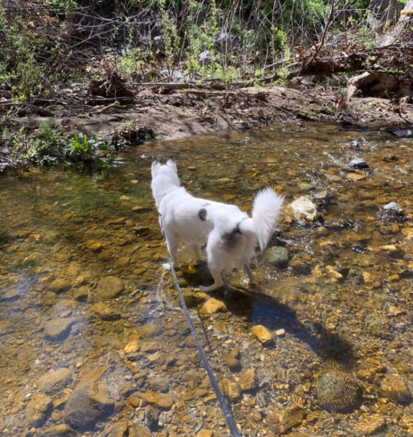 Enlarge Kina, a Adopted mixed breed in Santa Monica, CA image 1/6