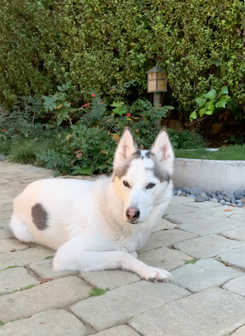 Enlarge Kina, a Adopted mixed breed in Santa Monica, CA image 2/6