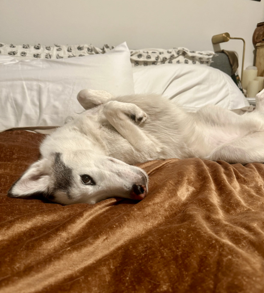 Enlarge Kina, a Adopted mixed breed in Santa Monica, CA image 3/6