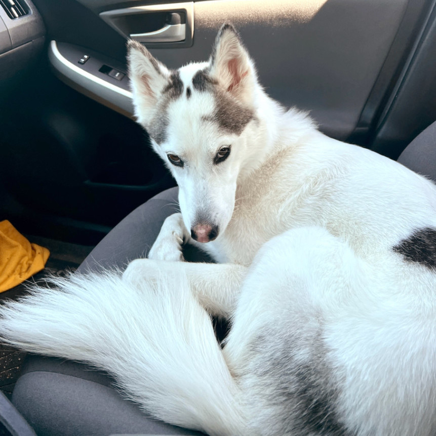 Enlarge Kina, a Adopted mixed breed in Santa Monica, CA image 4/6