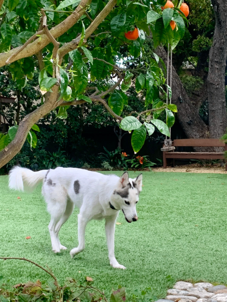 Enlarge Kina, a Adopted mixed breed in Santa Monica, CA image 5/6