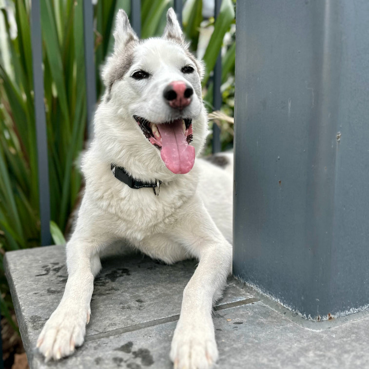 Enlarge Kina, a Adopted mixed breed in Santa Monica, CA image 6/6