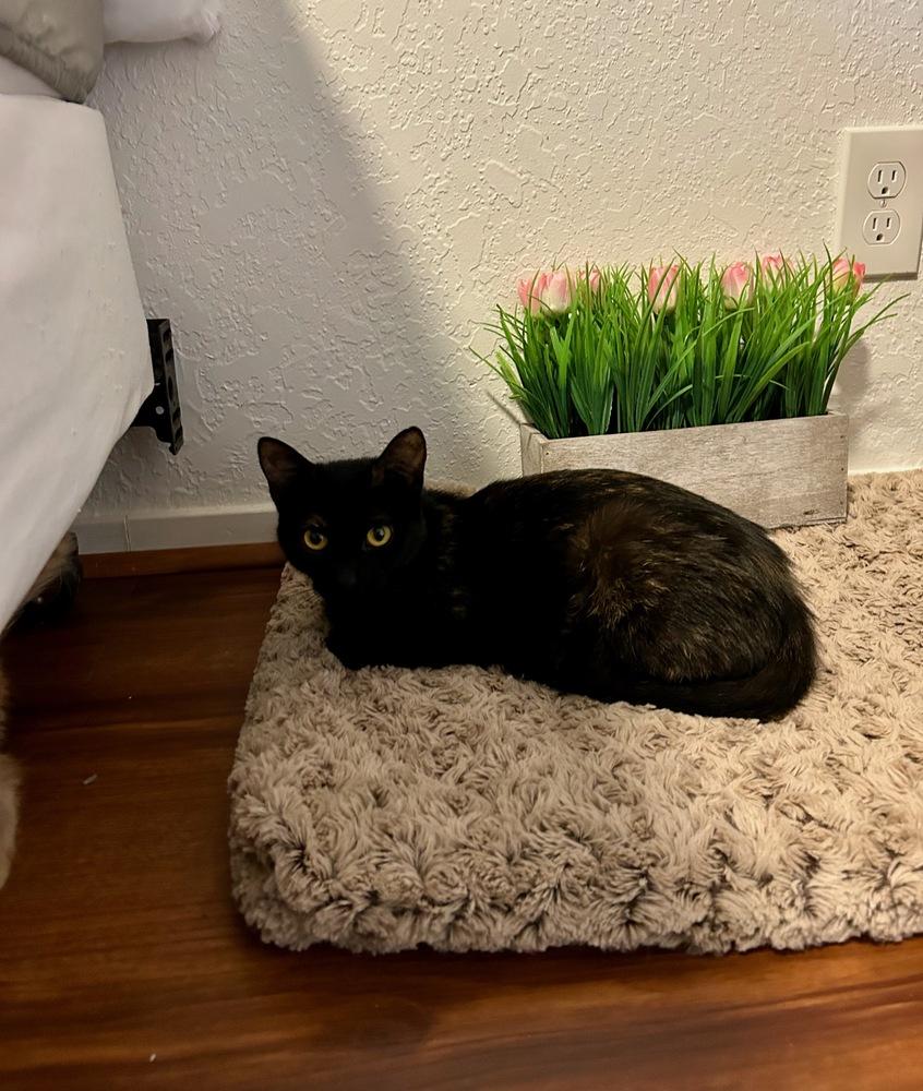 Enlarge Amber., a Adoptable mixed breed in Pacifica, CA image 1/5