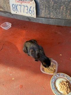 Enlarge Amber., a Adoptable mixed breed in Pacifica, CA image 2/5
