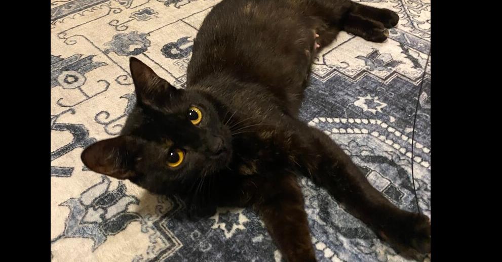 Amber., Adoptable, Adult Female Domestic Short Hair.