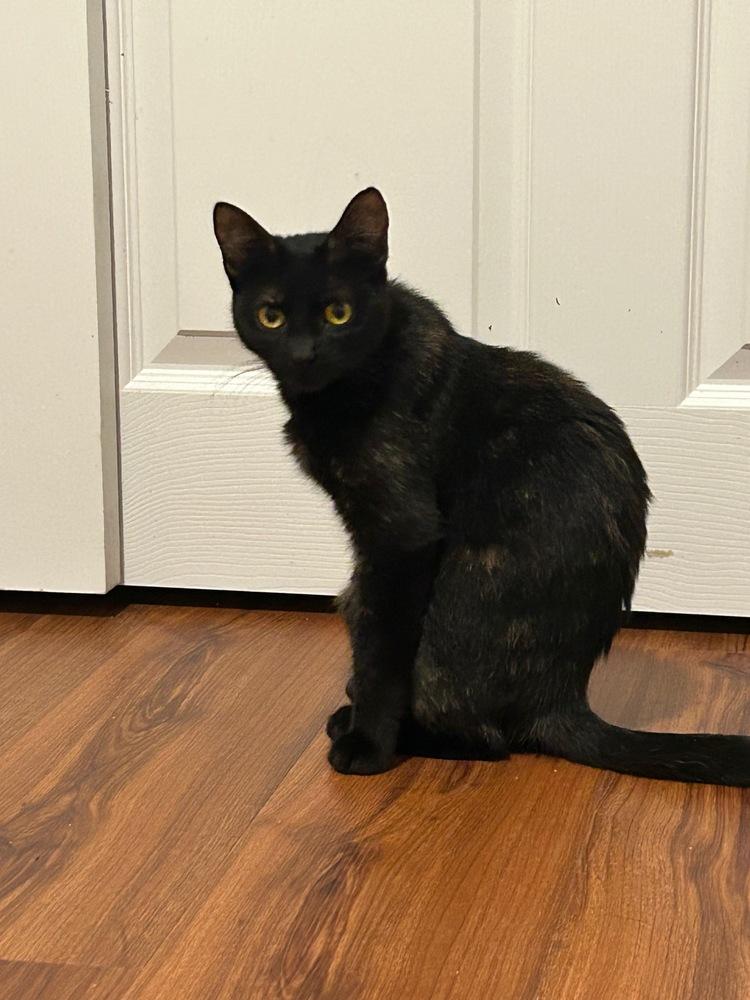 Enlarge Amber., a Adoptable mixed breed in Pacifica, CA image 3/5