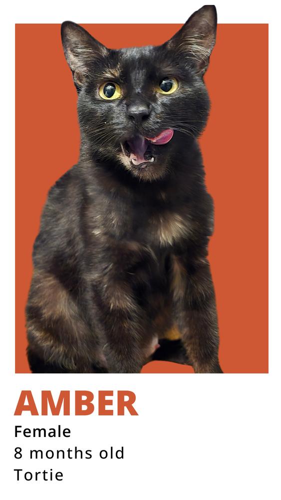 Enlarge Amber., a Adoptable mixed breed in Pacifica, CA image 4/5