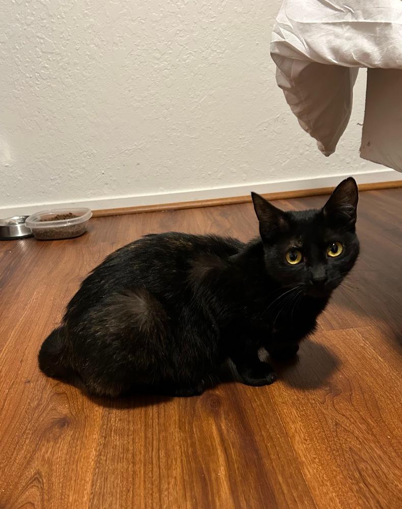 Enlarge Amber., a Adoptable mixed breed in Pacifica, CA image 5/5