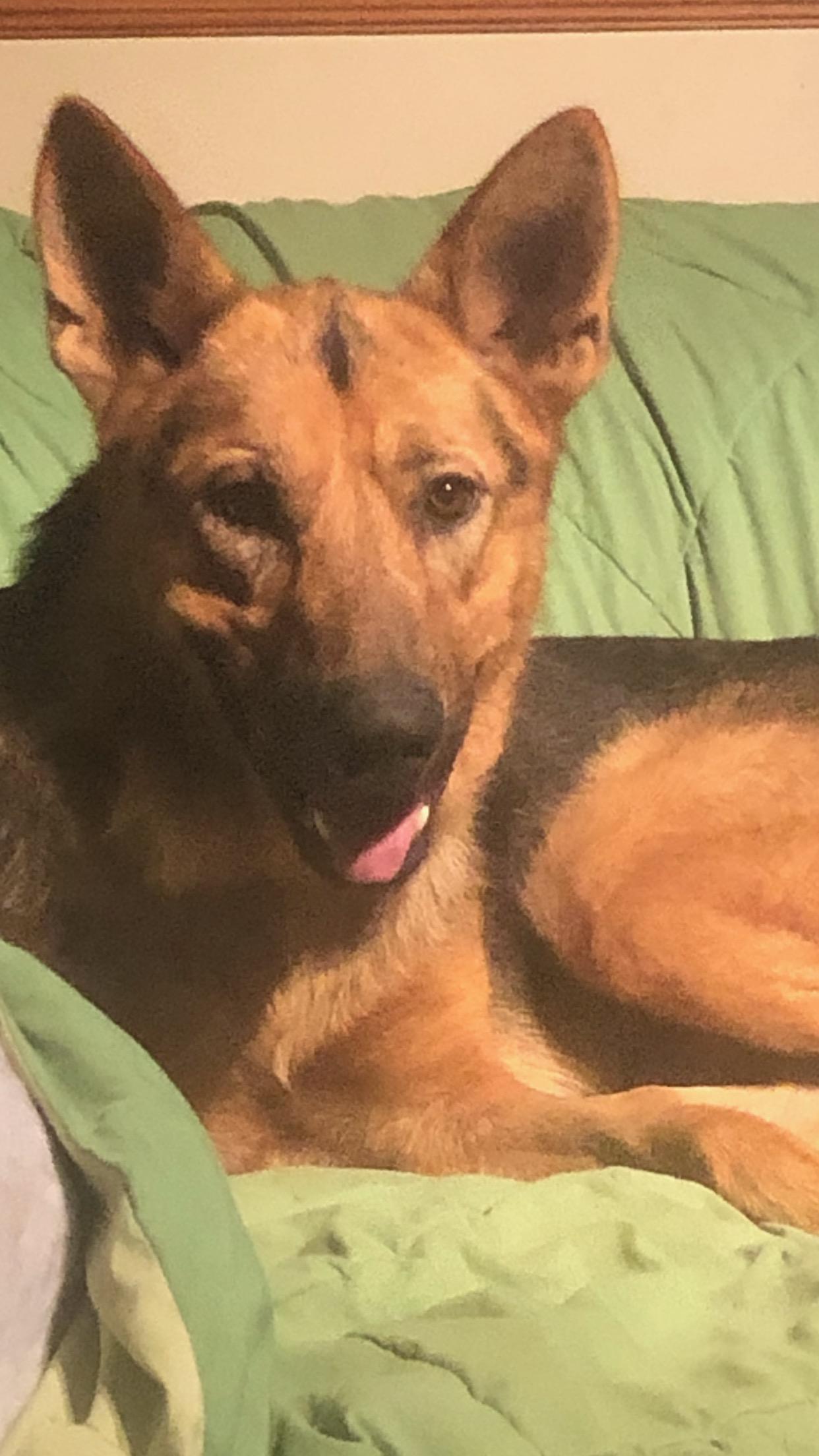 Enlarge Hawkeye, a Adoptable German Shepherd Dog in Oregon, IL image 1/3