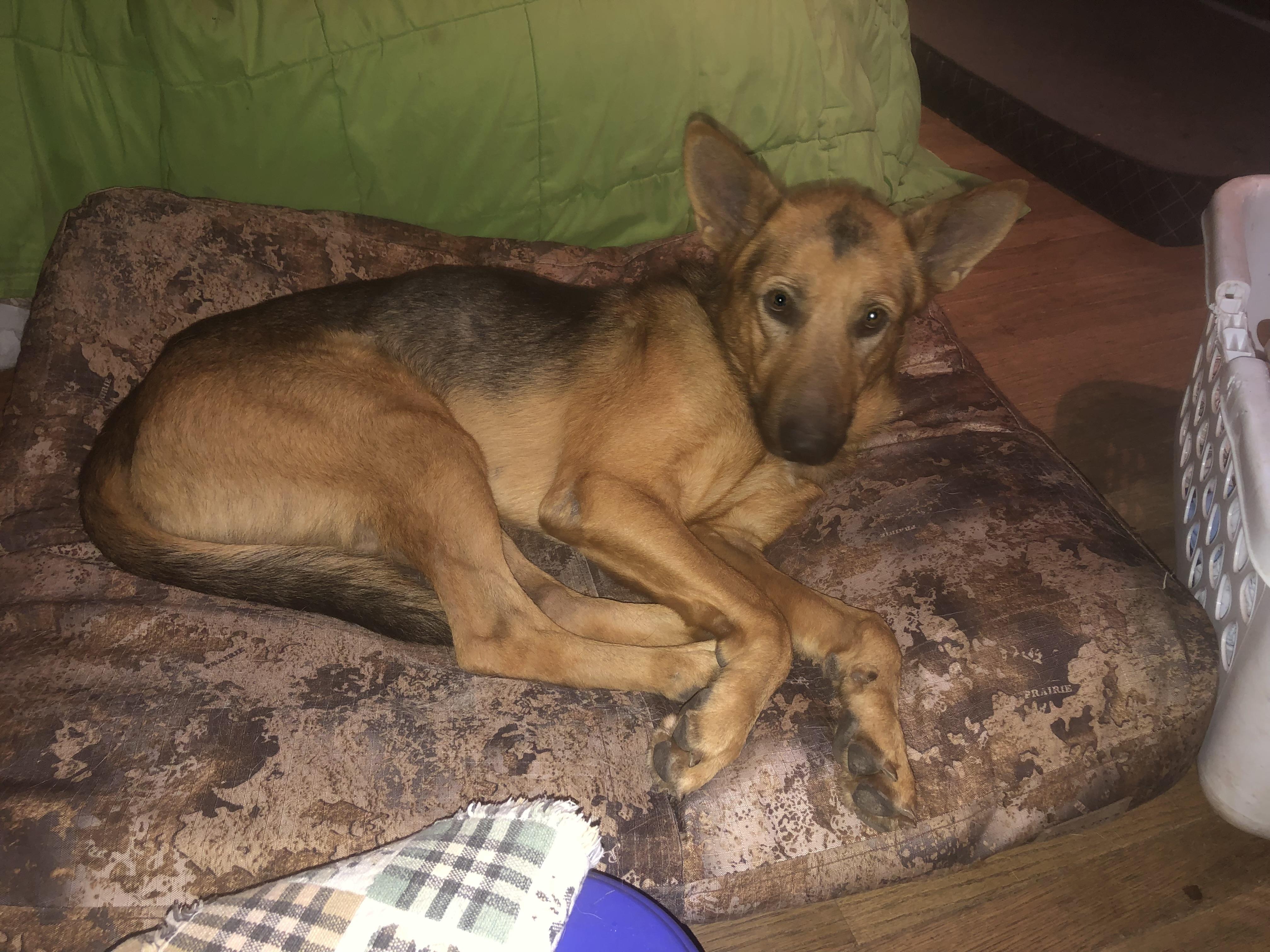 Enlarge Hawkeye, a Adoptable German Shepherd Dog in Oregon, IL image 2/3