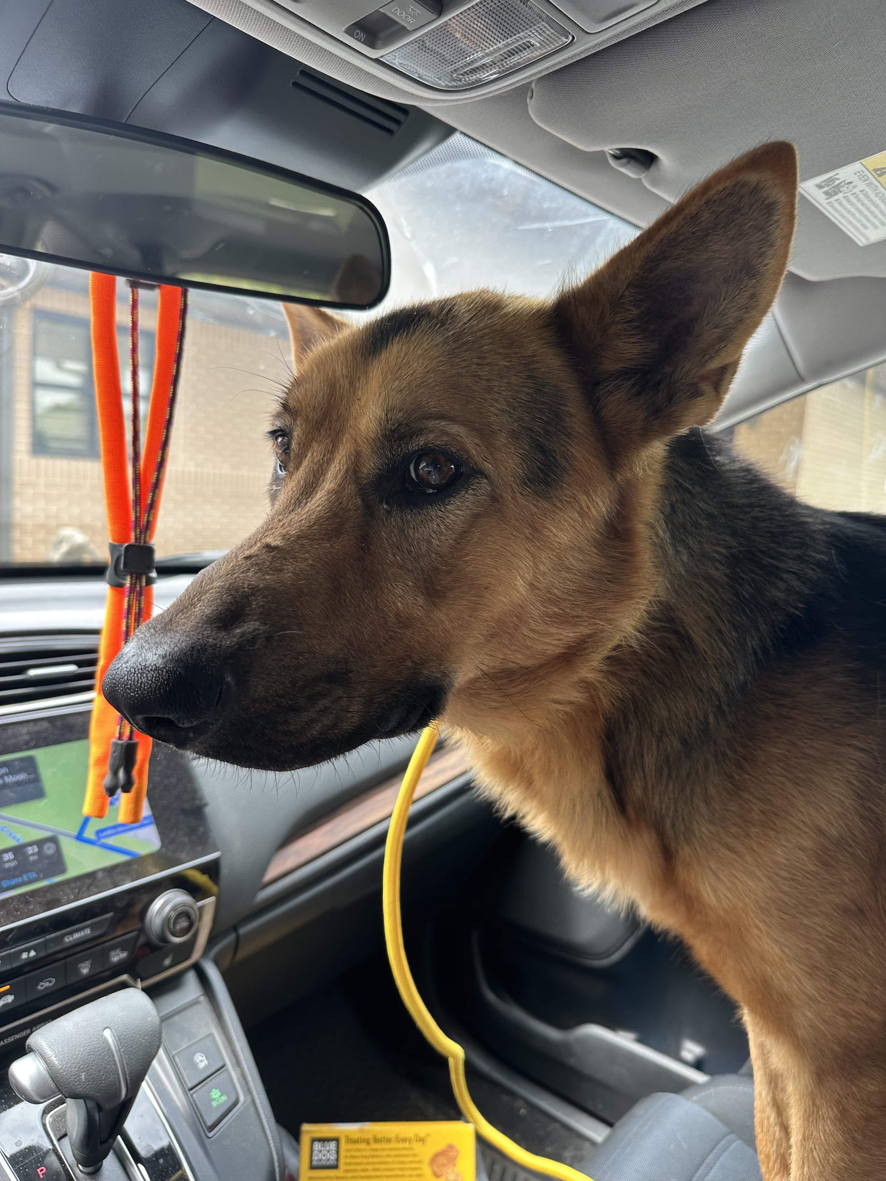 Enlarge Hawkeye, a Adoptable German Shepherd Dog in Oregon, IL image 3/3