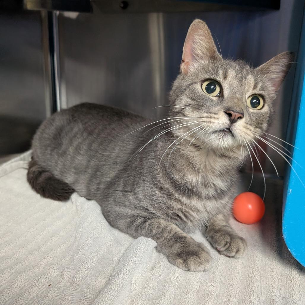 Sweet Pea, Adoptable, Adult Female Domestic Short Hair.