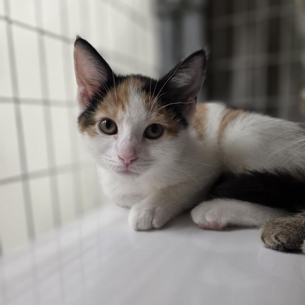 Mew - kitten cuteness, adopted, Kitten Female Domestic Short Hair.