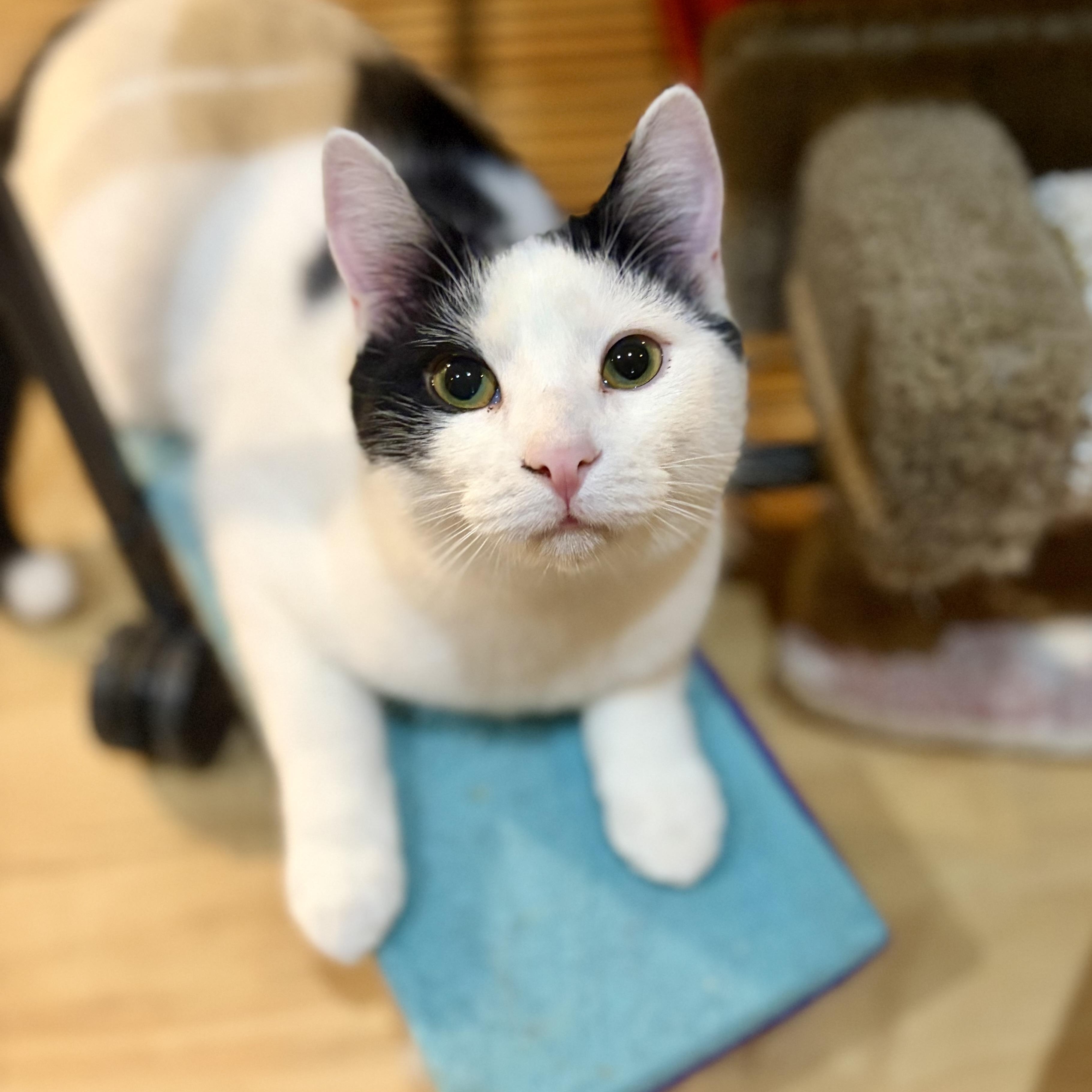 Cinco, Adoptable, Kitten Male Domestic Short Hair.