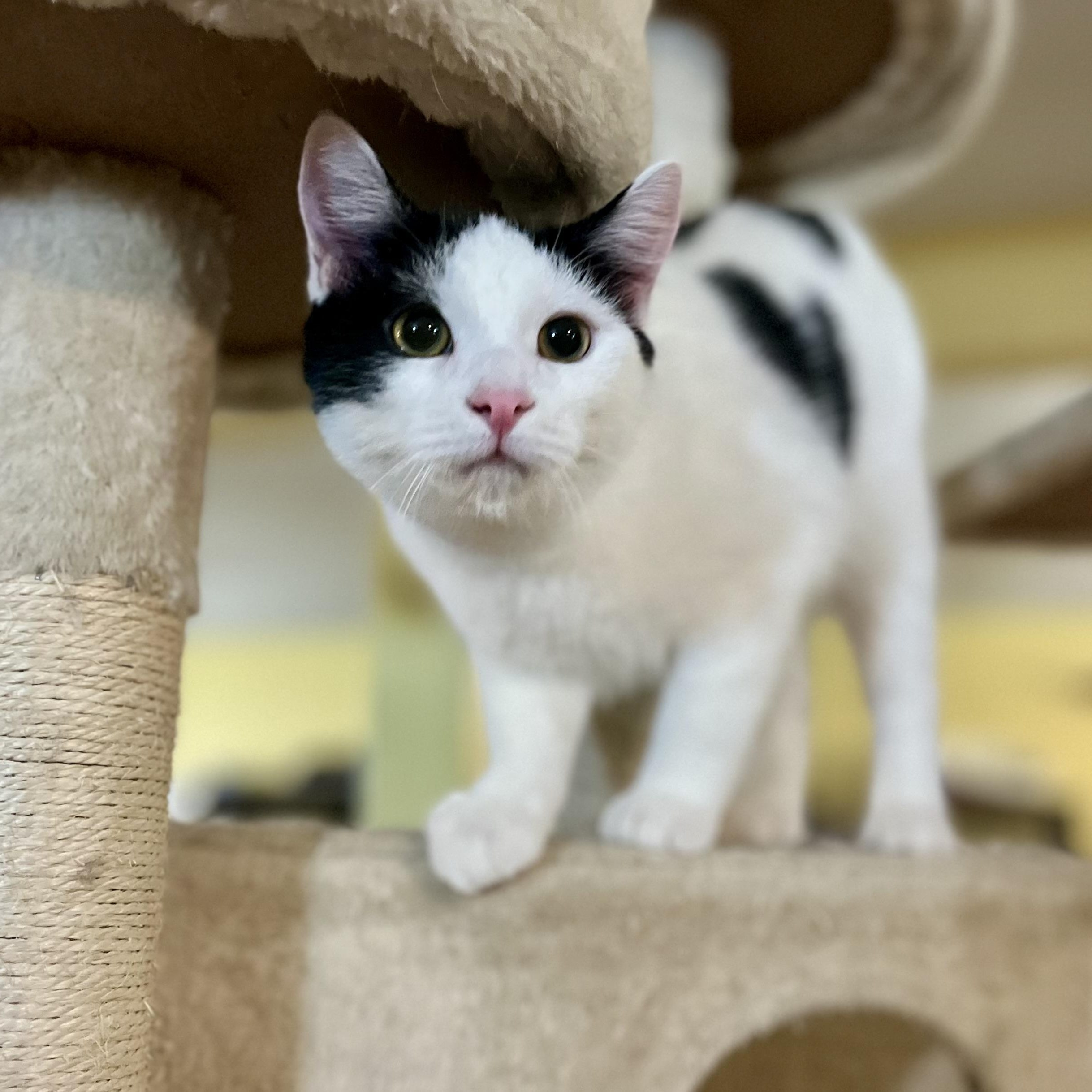 Cinco, Adoptable, Kitten Male Domestic Short Hair.