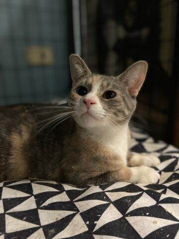 Mandy, Adoptable, Young Female Domestic Short Hair.