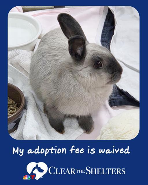 CALICO CRITTER, Adoptable, Young Male Bunny Rabbit.