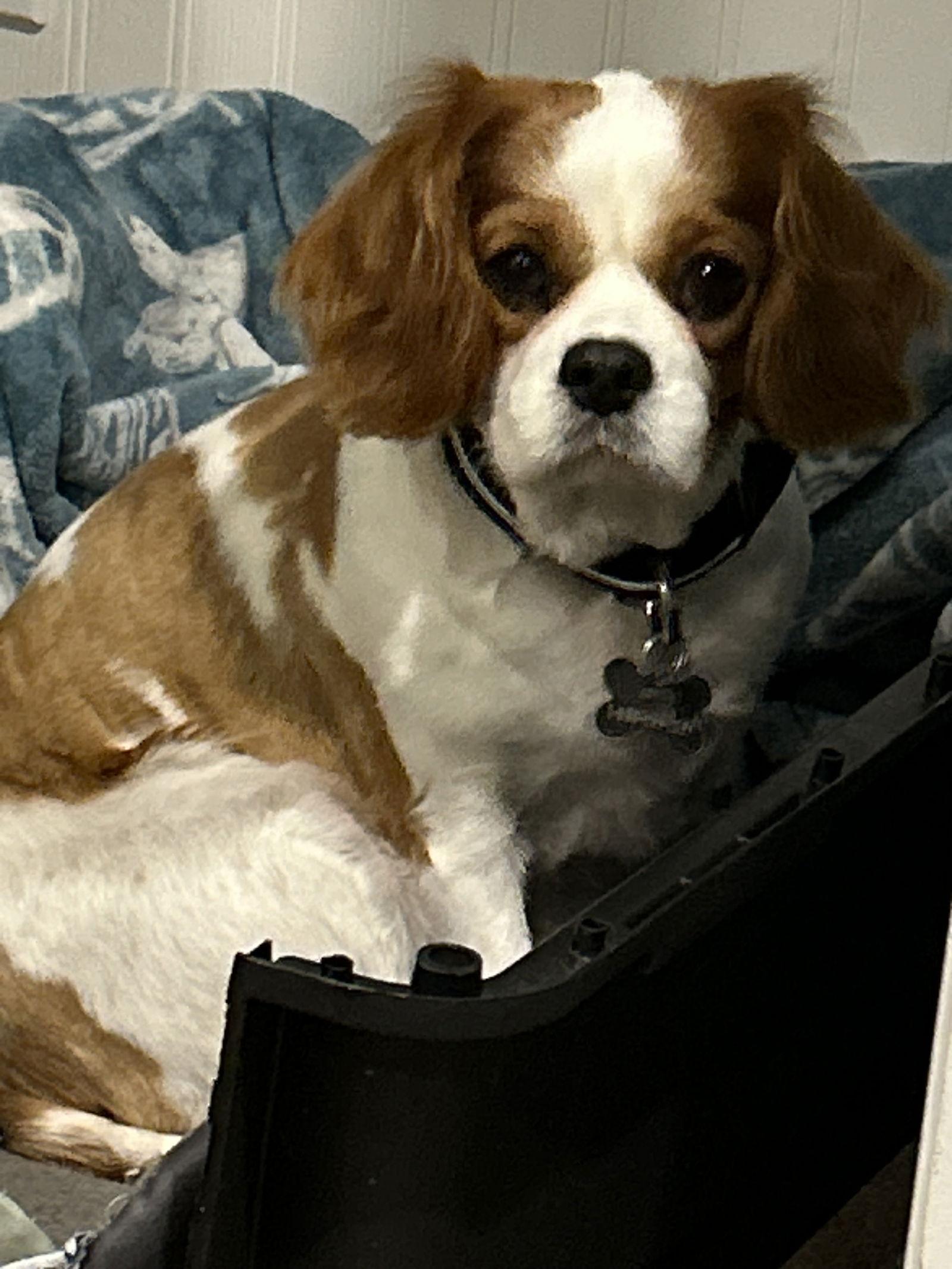 Waffles 4481, Adopted, Adult Female Cavalier King Charles Spaniel.