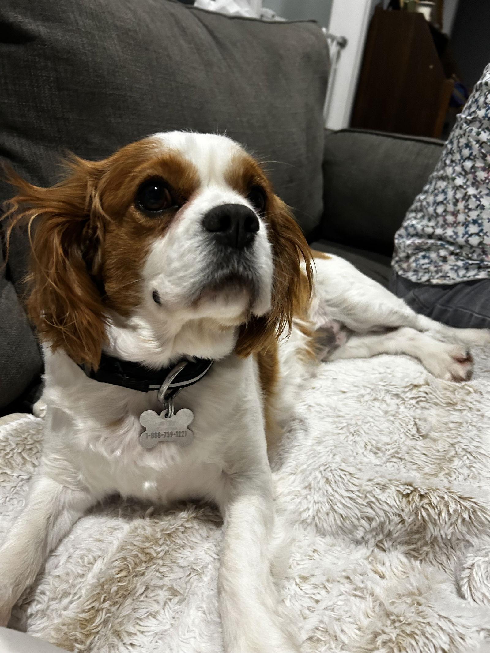 Enlarge Waffles 4481, a Adopted Cavalier King Charles Spaniel in Pickering, ON image 2/3
