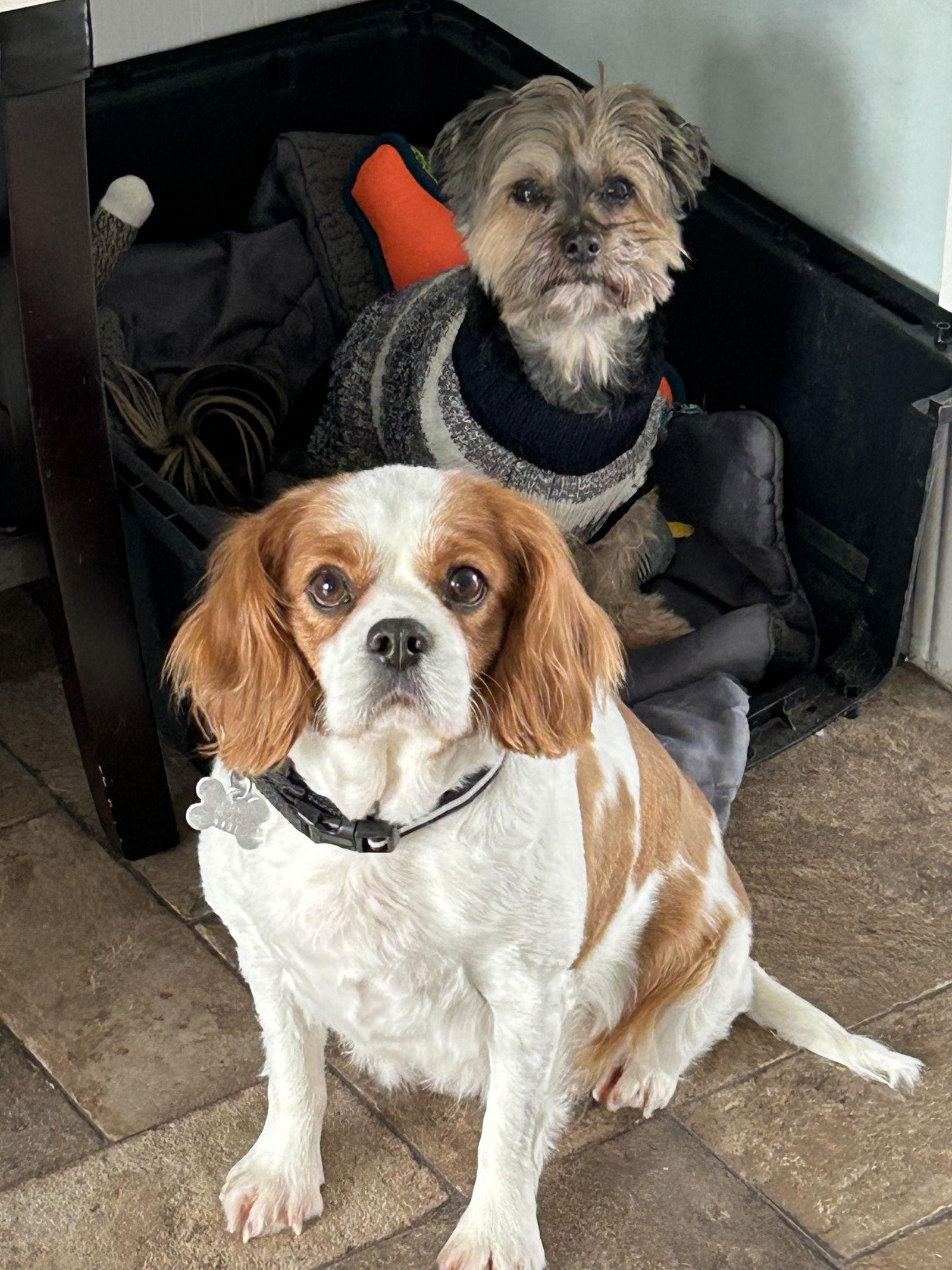 Enlarge Waffles 4481, a Adopted Cavalier King Charles Spaniel in Pickering, ON image 3/3