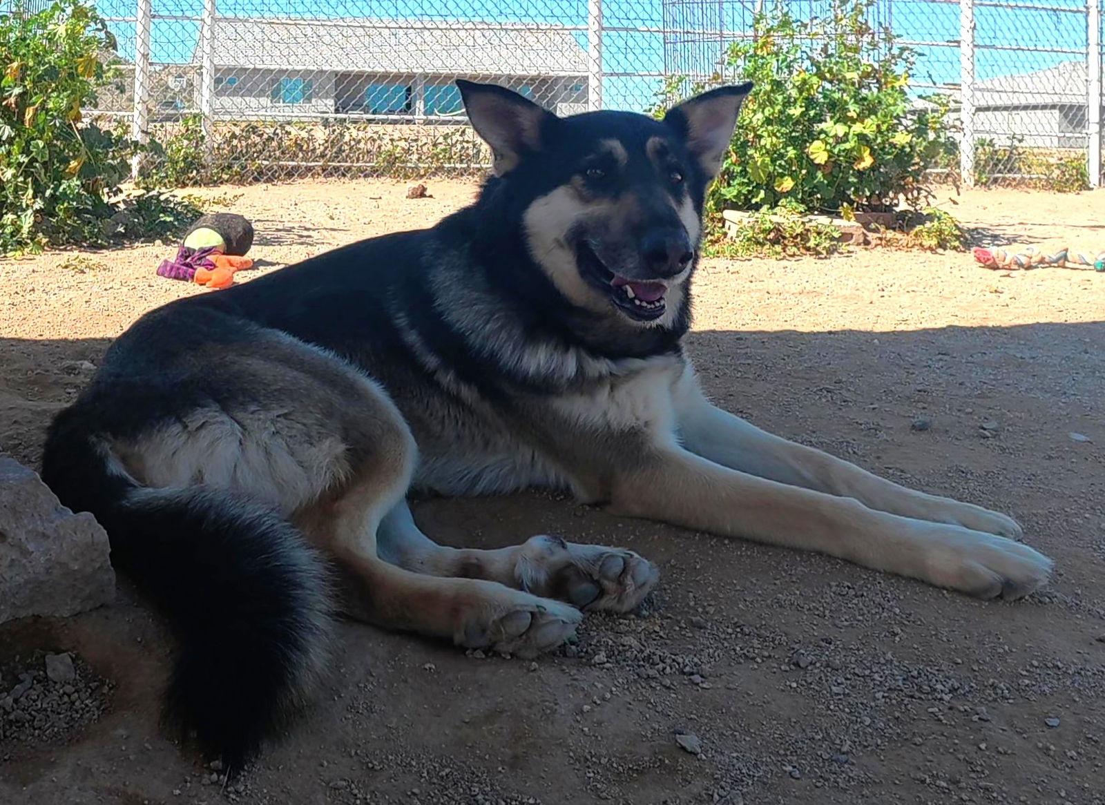 Enlarge Cooper, a Adopted German Shepherd Dog in Queen Creek, AZ image 1/3