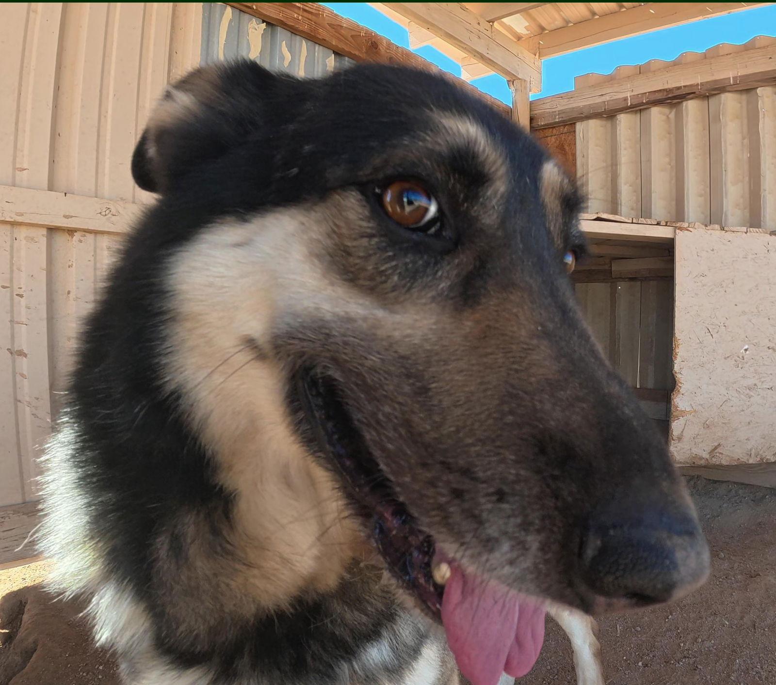 Enlarge Cooper, a Adopted German Shepherd Dog in Queen Creek, AZ image 2/3