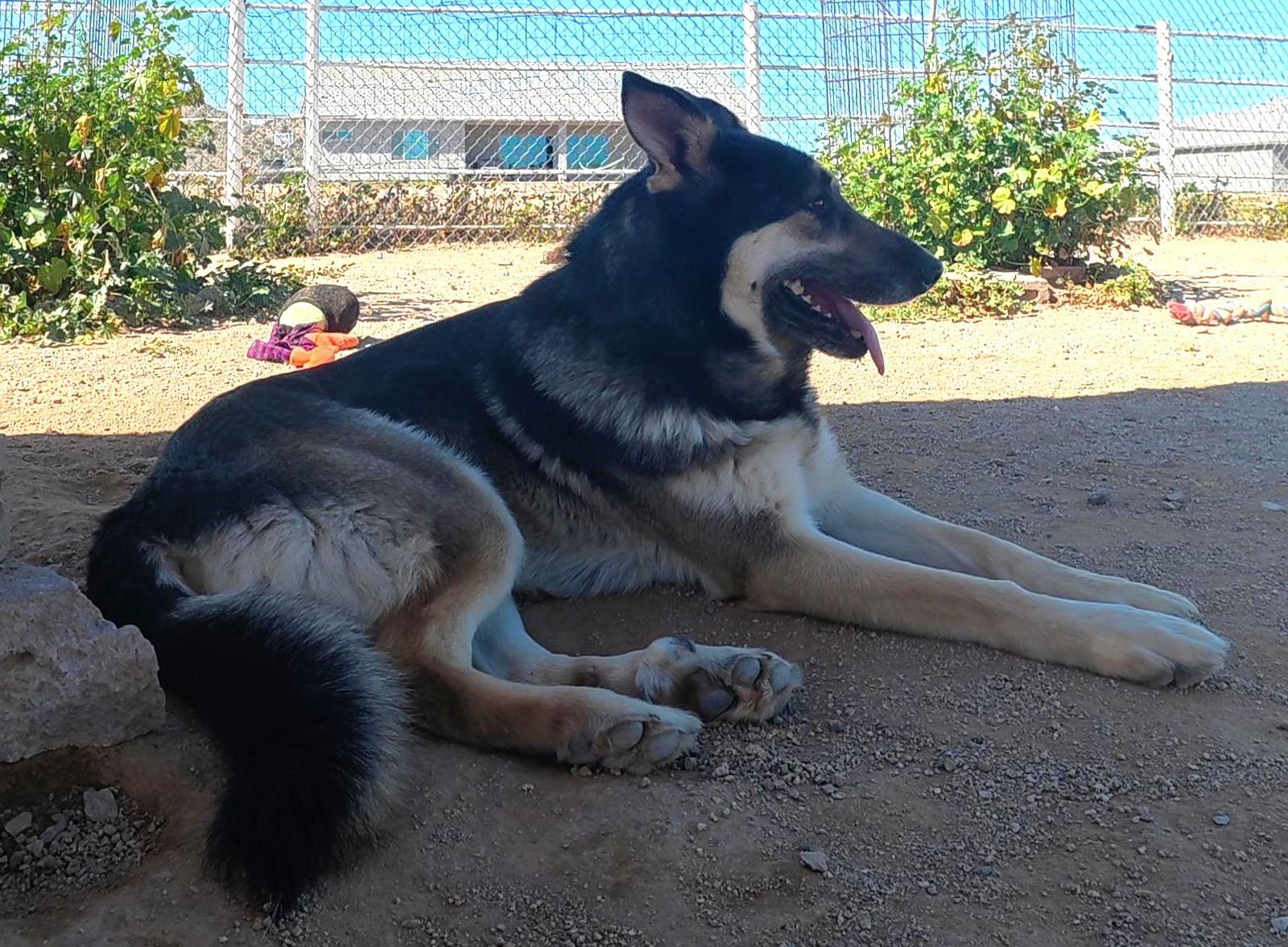Enlarge Cooper, a Adopted German Shepherd Dog in Queen Creek, AZ image 3/3