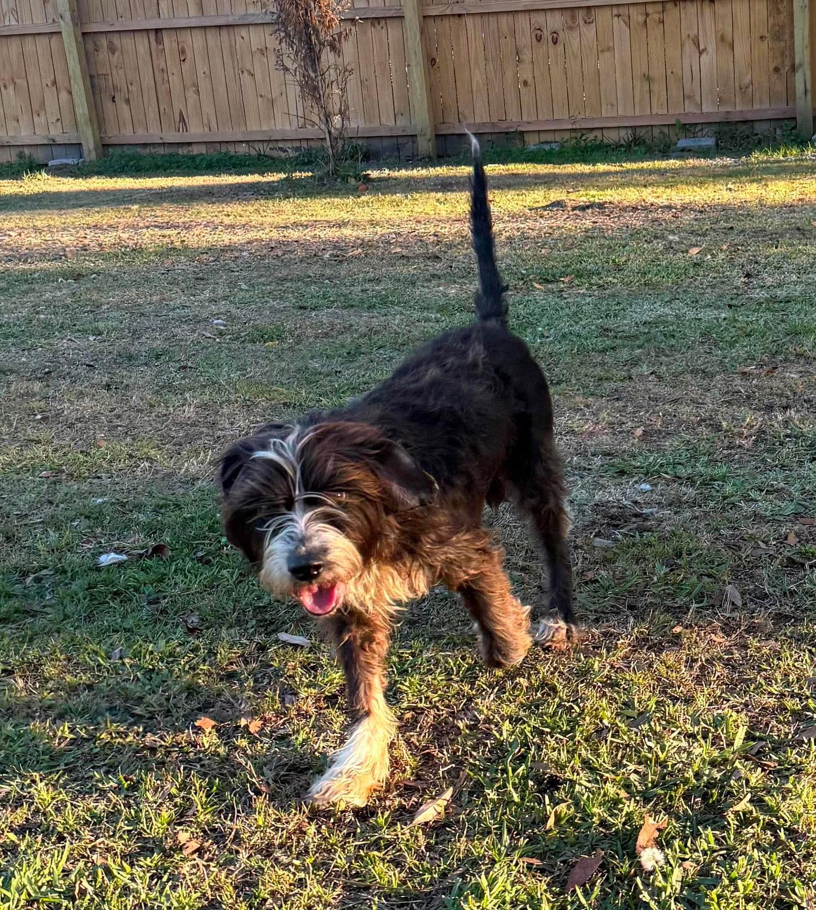 Enlarge Wise Guy, a Adoptable Mixed Breed in Valrico, FL image 2/2