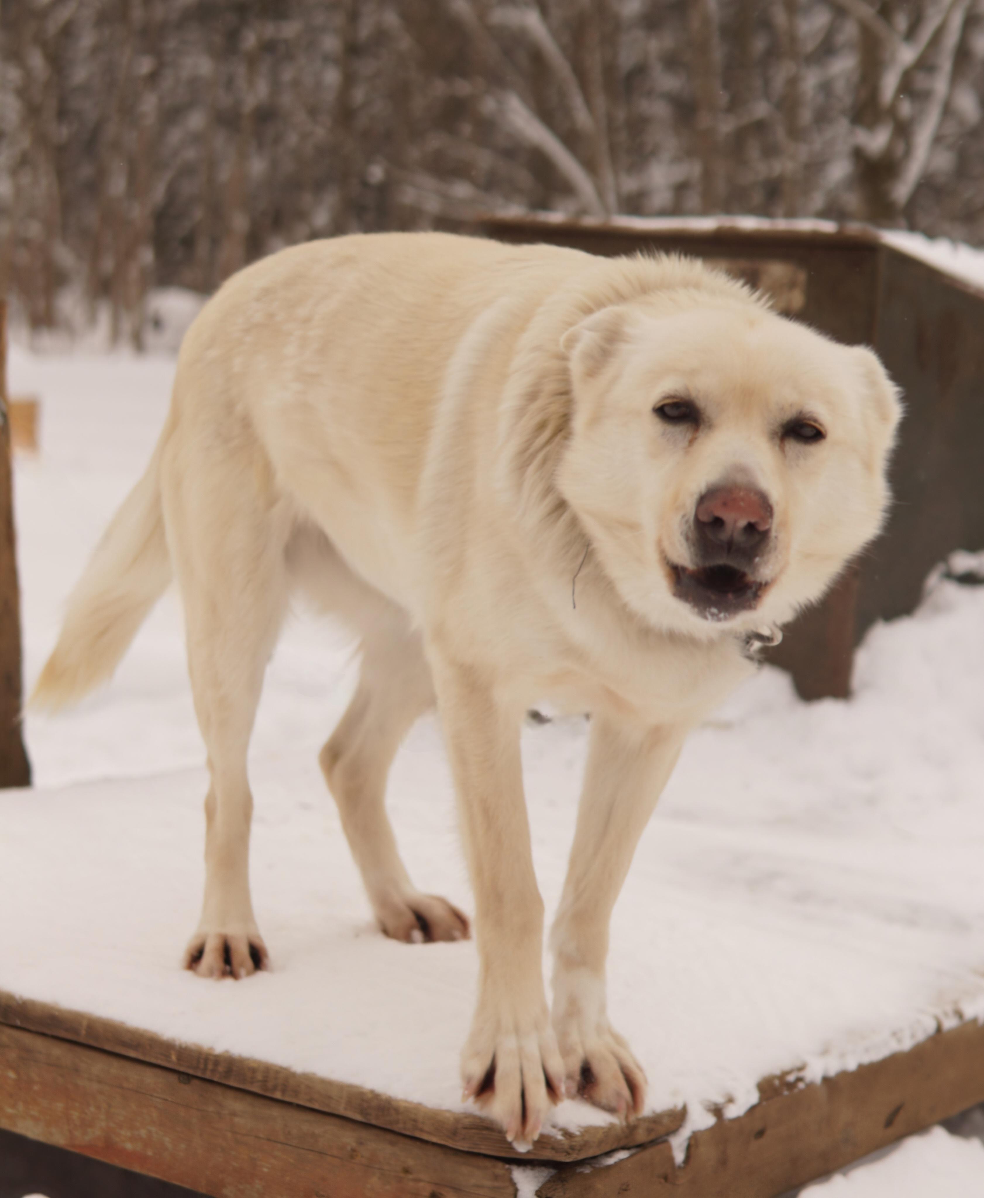 Enlarge Polar, a ADOPTABLE Husky in Jefferson, NH image 1/2