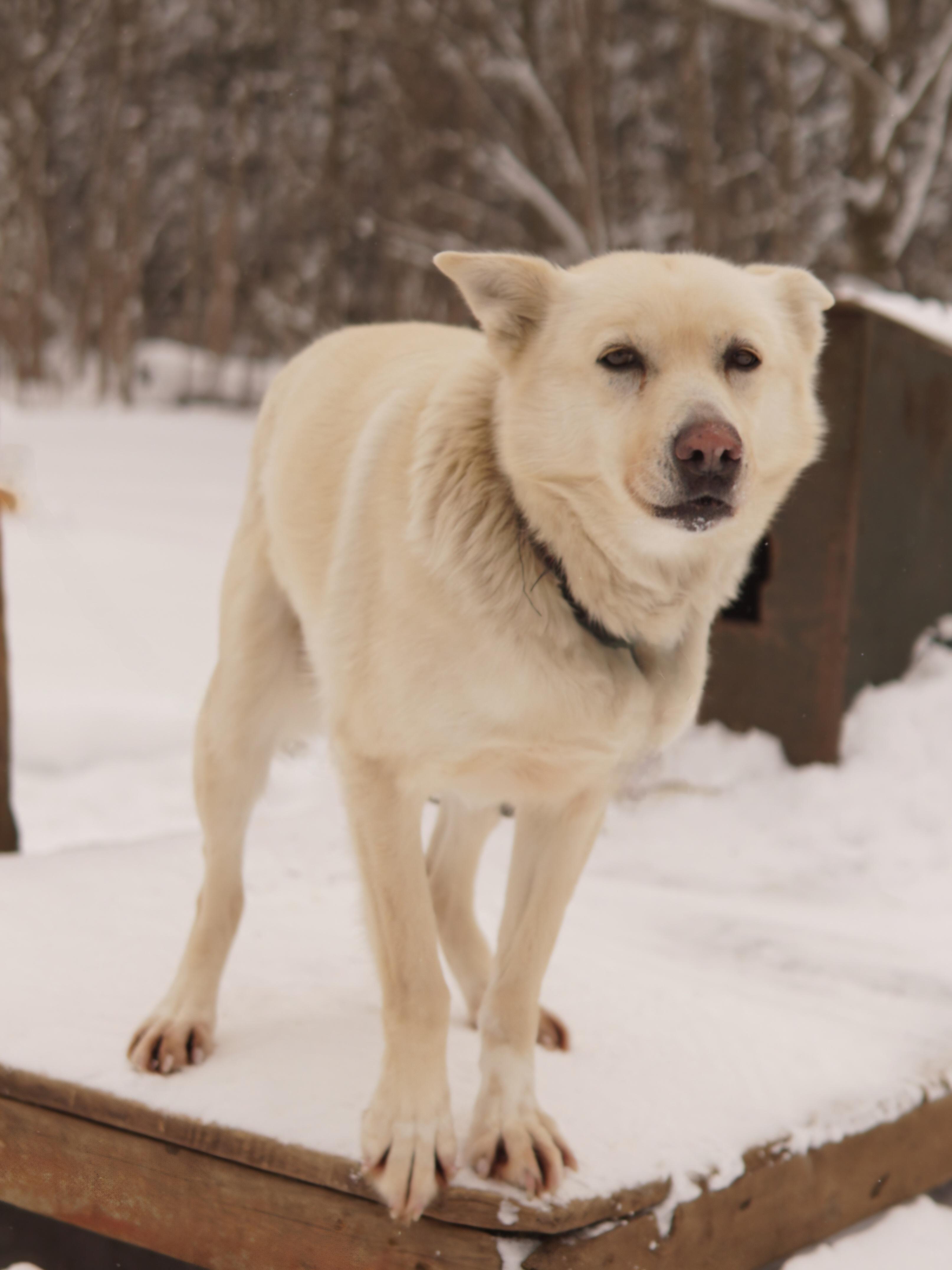 Enlarge Polar, a ADOPTABLE Husky in Jefferson, NH image 2/2