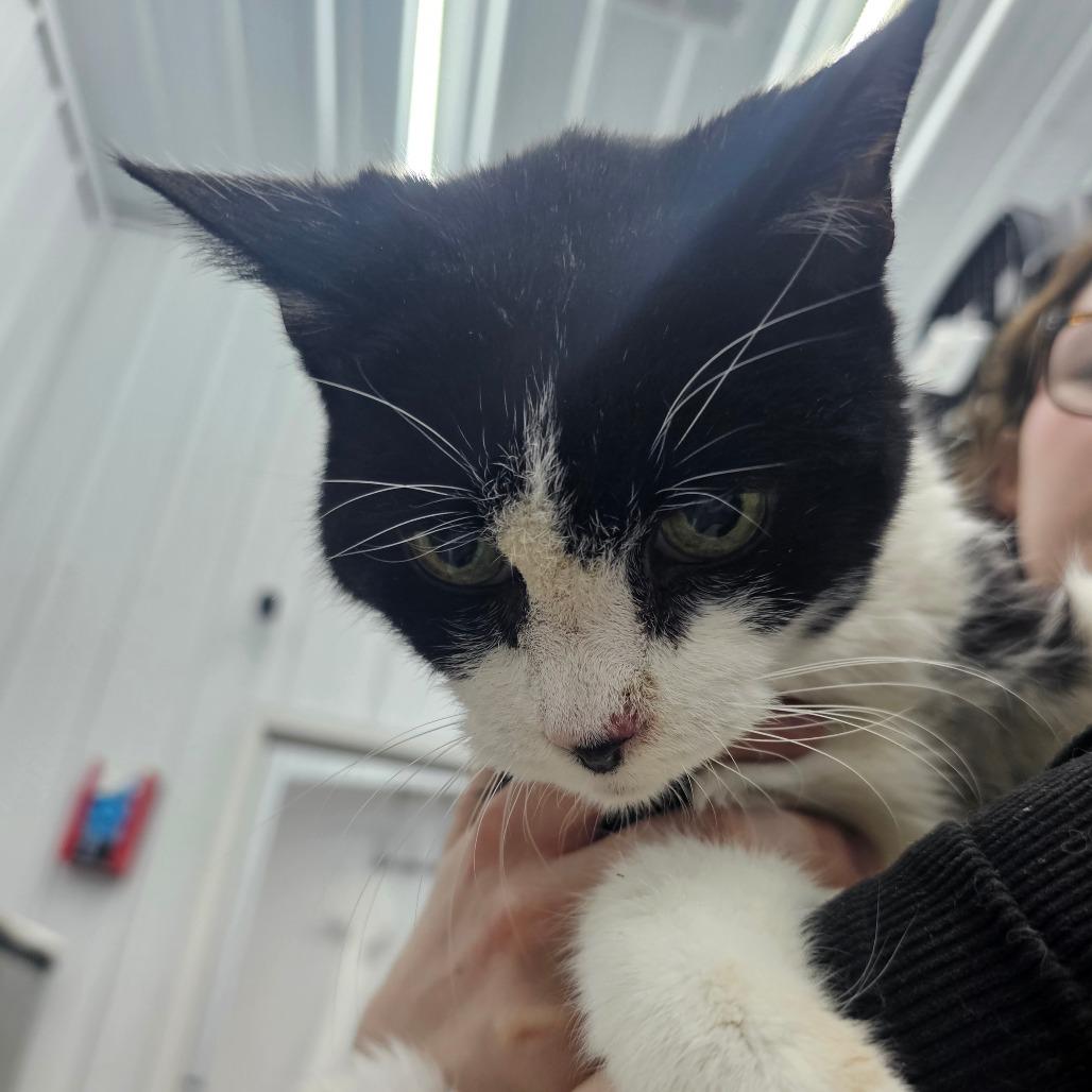 Old Man, Adoptable, Senior Male Domestic Short Hair.