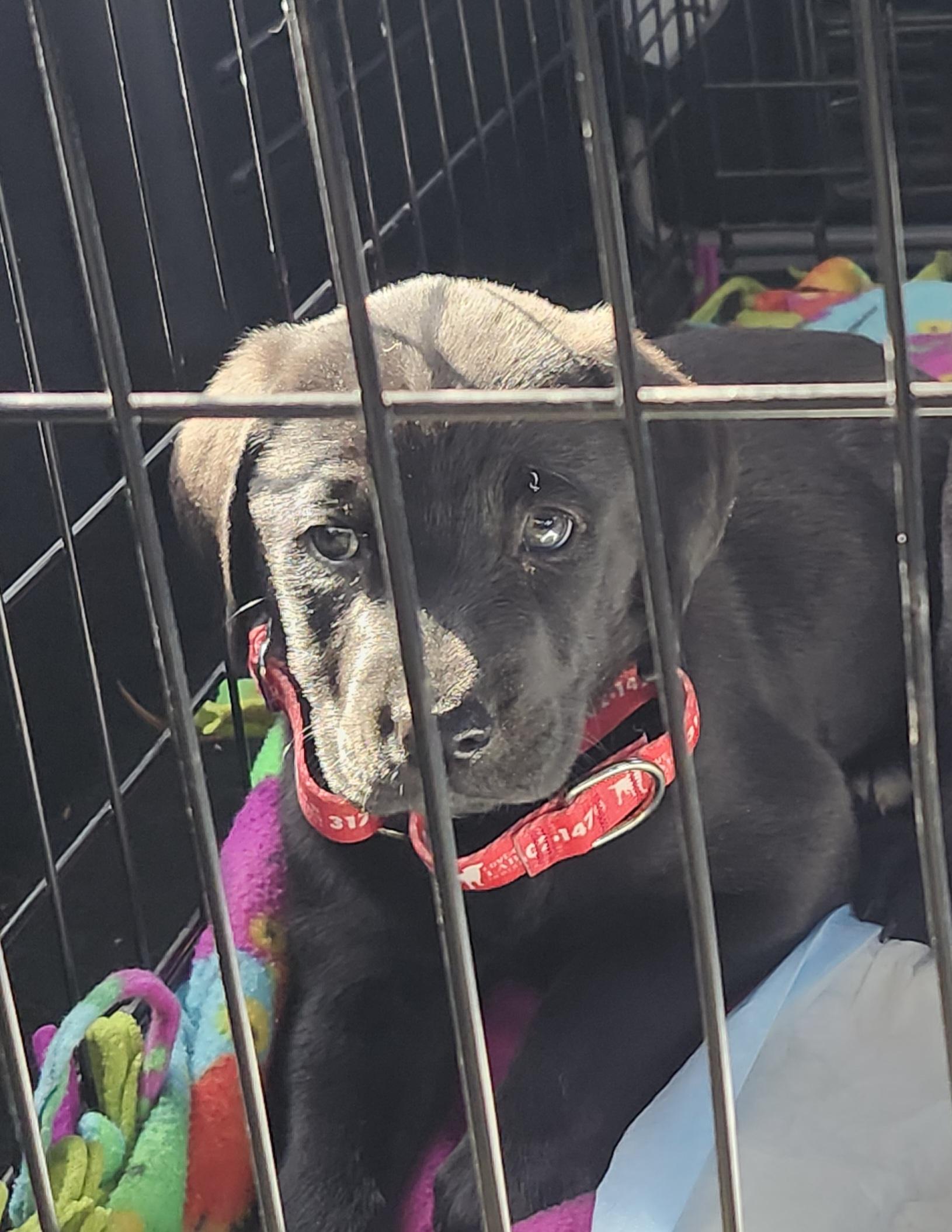Enlarge Snow White, an adopted Labrador Retriever in Indianapolis, IN image 3/4