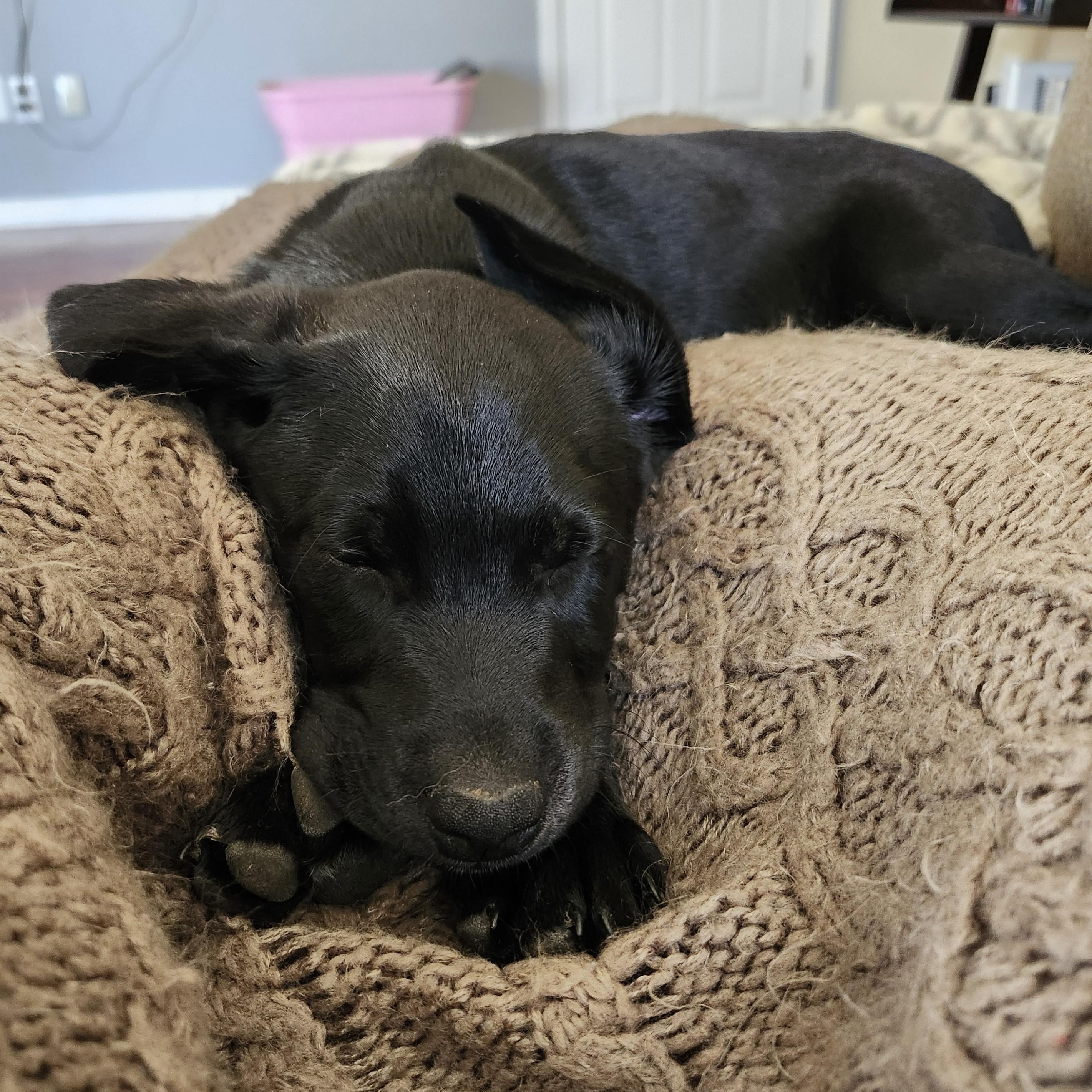 Enlarge Snow White, an adopted Labrador Retriever in Indianapolis, IN image 4/4