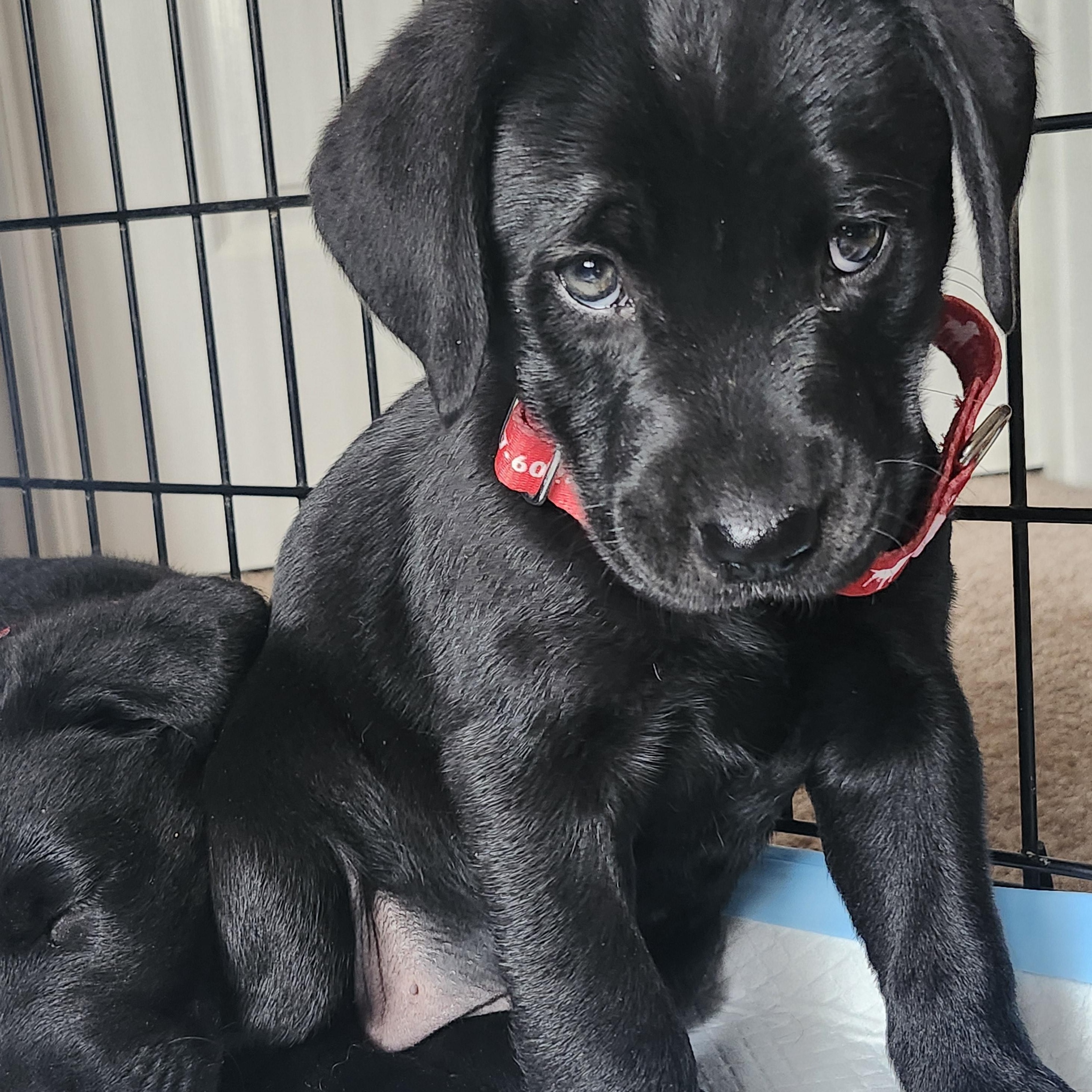 Enlarge Snow White, an adopted Labrador Retriever in Indianapolis, IN image 2/4