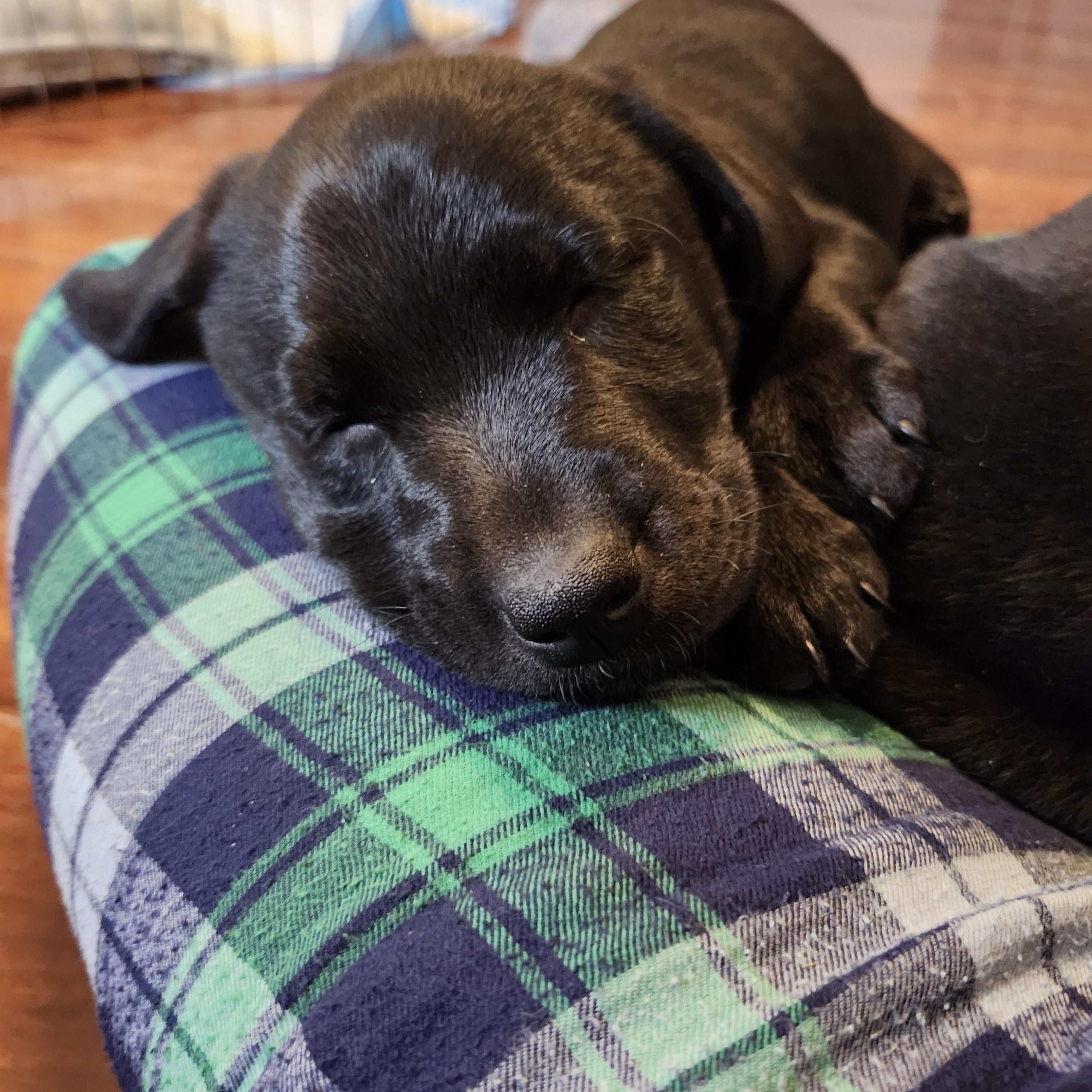 Enlarge Snow White, an adopted Labrador Retriever in Indianapolis, IN image 1/4