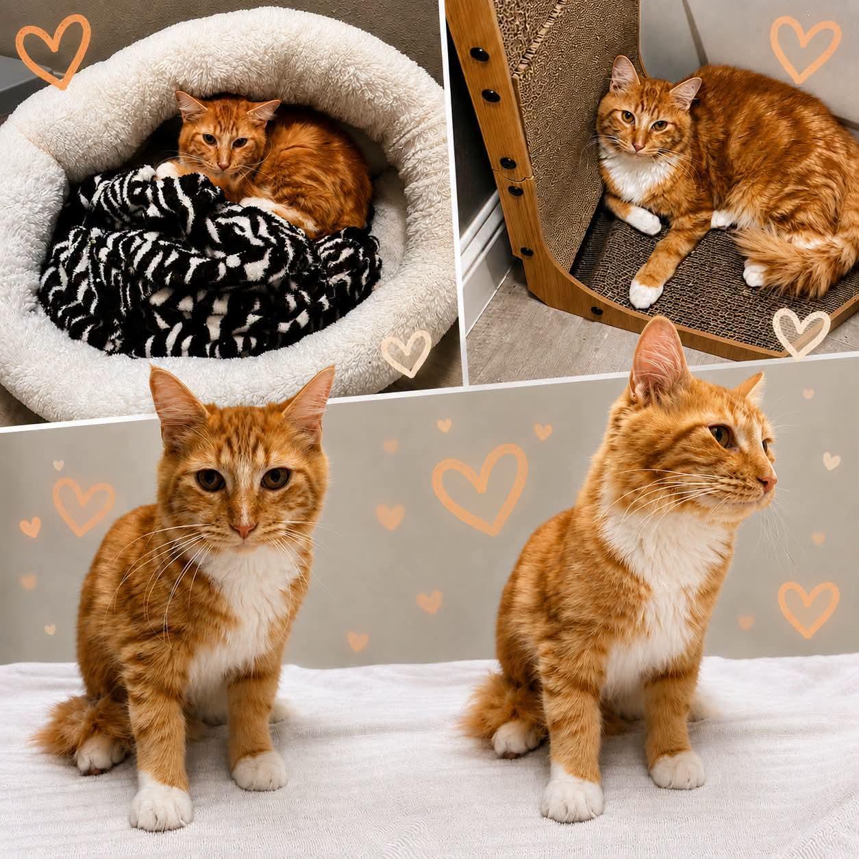 Poe, ADOPTABLE, Young Male Domestic Long Hair.