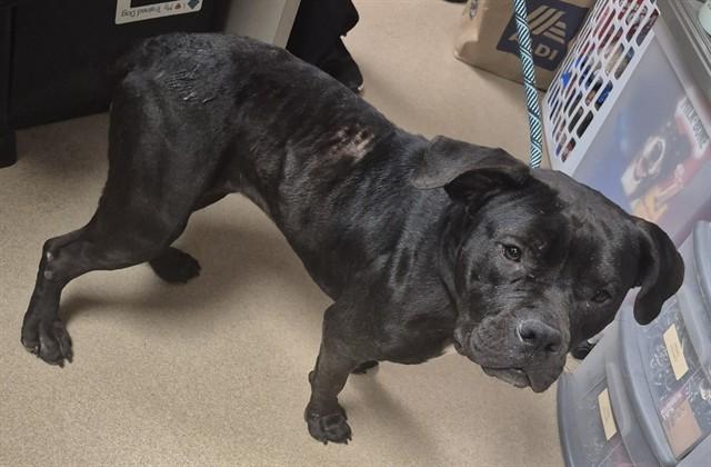 MOLLY MOO, Adoptable, Adult Female Pit Bull Terrier.