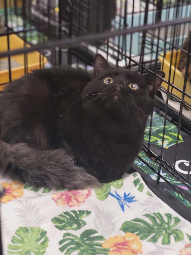 Wolfie, Adoptable, Kitten Female Domestic Medium Hair.