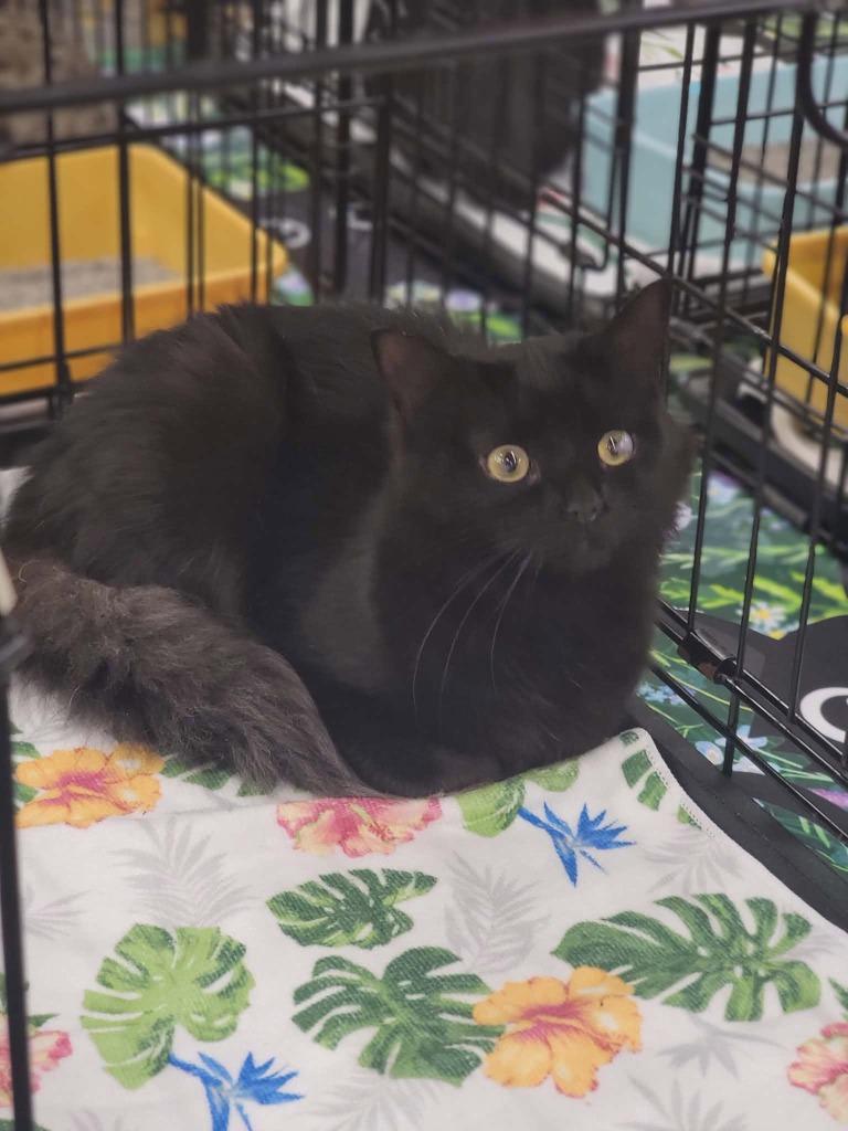 Enlarge Wolfie, a Adoptable mixed breed in Grovetown, GA image 2/2